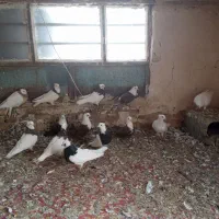 کفتر طوق ،کرمانی و کربلایی