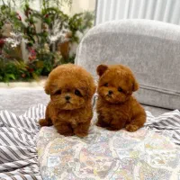 توله سگ تاینی پودل و توی پودل نسکافه ای و رد