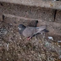 کفتر چونه سفید