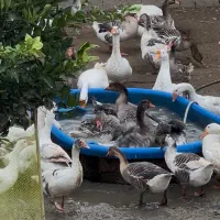 تخم نطفه دار غاز