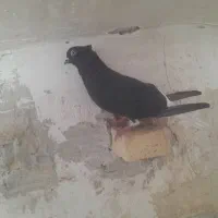 کبوتر