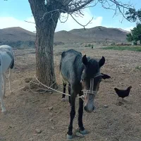 اسب