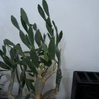 کاکتوس تنومند با سابقه گل دهی|گل و گیاه طبیعی|مرند, |دیوار