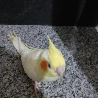 عروس هلندی تازه دون خور