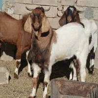 2راس بزغاله