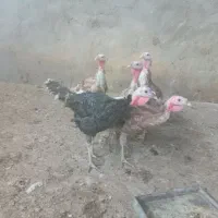 جوجه بوقلمون