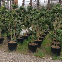 استخدام کارگر