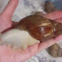 آموزش مجازی شغل پردرآمدپرورش حلزون درمنزل