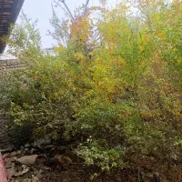 نهال انار در یک|گل و گیاه طبیعی|خان ببین, |دیوار