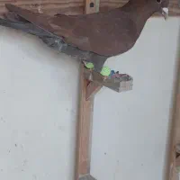 کفتر|پرنده|مشهد, ایثار|دیوار