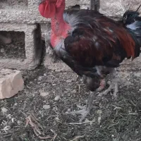 ۵عدد مرغ و یک عدد خروس و چند عدد باری در کوار