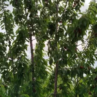 ویلا. باغ کشاورزی|فروش زمین و ملک کلنگی|شاهین‌شهر, فردوسی|دیوار