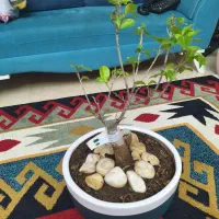 گل بونسای رتوزا خانگی|گل و گیاه طبیعی|رشت, علی آباد|دیوار