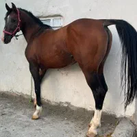 آموزش سوارکاری