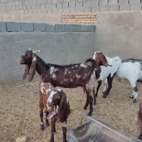 بز پاکستانی|حیوانات مزرعه|طبس, |دیوار