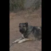 واگذاری سگ سراب کانگال