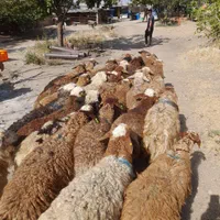 گوسفند خود با یک تماس زنده درب منزل تحویل بگیرید|حیوانات مزرعه|تهران, خانی آباد نو جنوبی|دیوار