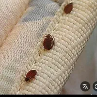 سمپاشی و موریانه زدایی تخصصی با مجوز رسمی|خدمات نظافت|دزفول, |دیوار