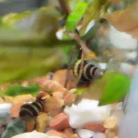 حلزون افت خار .ماهی کوپی