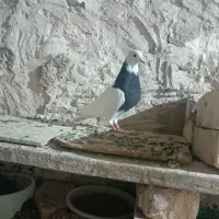 طوقی فروشی