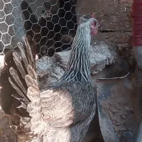 مرغ وخروس به فروش میرسد|حیوانات مزرعه|جهرم, |دیوار