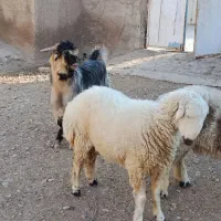 کهره نر و بره ماده|حیوانات مزرعه|مرودشت, مسکن مهرگان|دیوار