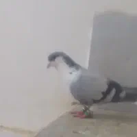 کفتر