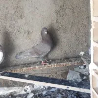 کفتر|پرنده|فولادشهر, B2|دیوار