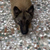 توله مالینیوز|سگ|مرودشت, بیست متری بیمارستان|دیوار