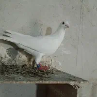 پلاکی اسطوره