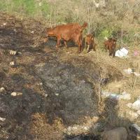 بز صلاله درجه یک