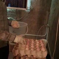 تخم مرغ بومی گلپایگانی گنجینه|خوردنی و آشامیدنی|اصفهان, شیخ طوسی|دیوار