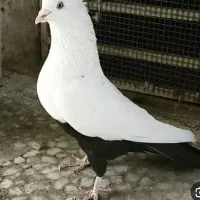 کبوتر گمشده