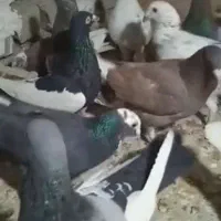 رام خوشگل عاشق نوازش|پرنده|سبزوار, امیر کبیر|دیوار