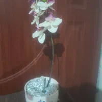 گل ارکیده با گلدان