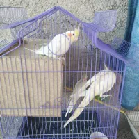 عروس هلندی  با جوجه و قفس و وسایل|پرنده|کازرون, |دیوار