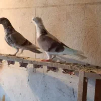 سه تا کبوتر بالا رو