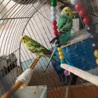 مرغ عشق خاص|پرنده|بندر ماهشهر, |دیوار