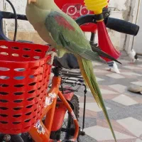 شاه طوطی،  ملنگو