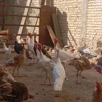بوقلمون نر و ماده|حیوانات مزرعه|مرودشت, رودبال|دیوار