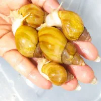 حلزون البینو و آچاتینا|خزنده|فردوسیه, |دیوار