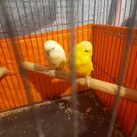 مرغ عشق انگلیسی معاوظه