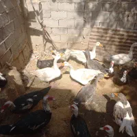 فروش عروس هلندی.. غاز و اردک روسی|پرنده|خرمشهر, |دیوار
