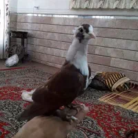 گلی سرسفیدکلایی دستی رام(کفتر