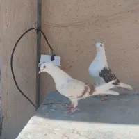 نرو ماده فروشی