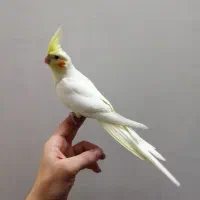 عروس هلندی لوتینو ۳ ماهه