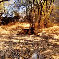 ژرمن شولاین