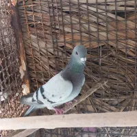 سبز کلاغ نر