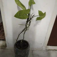 ۴تاگلدان باهم