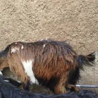 چندتا گتاچ دندانی دو دندان چاق